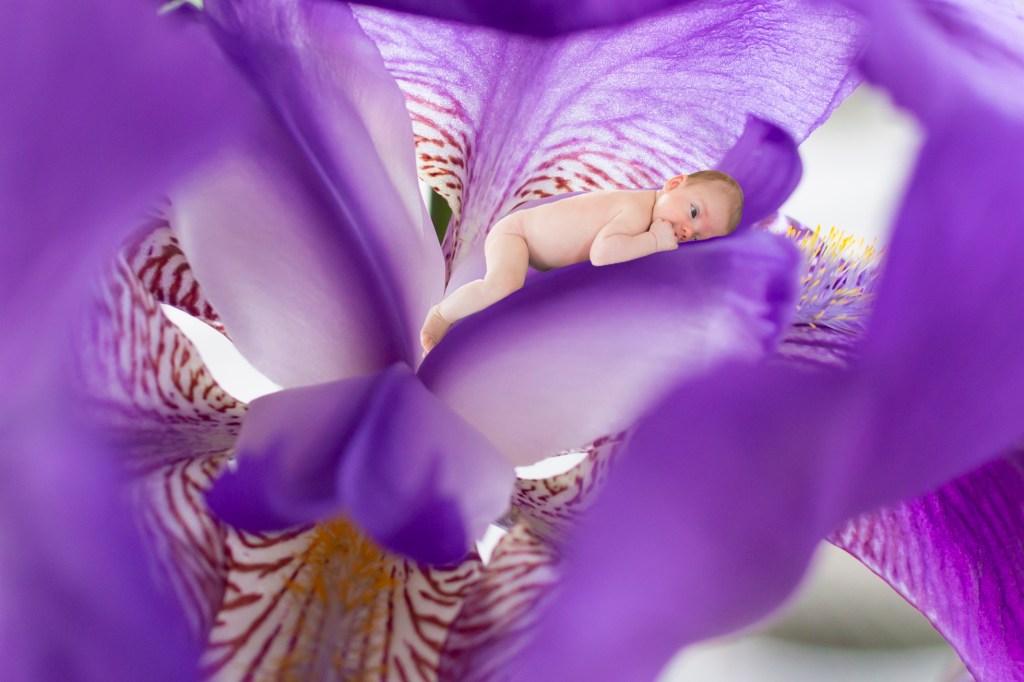 Flowers from My Garden I: Rhea in&nbsp;Iris